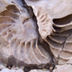 Image for article titled That Time Texas Was At The Bottom Of The Sea